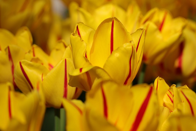 Holland Ohio parks and recreation,Holland Ohio local attractions,Things to do in Holland Ohio